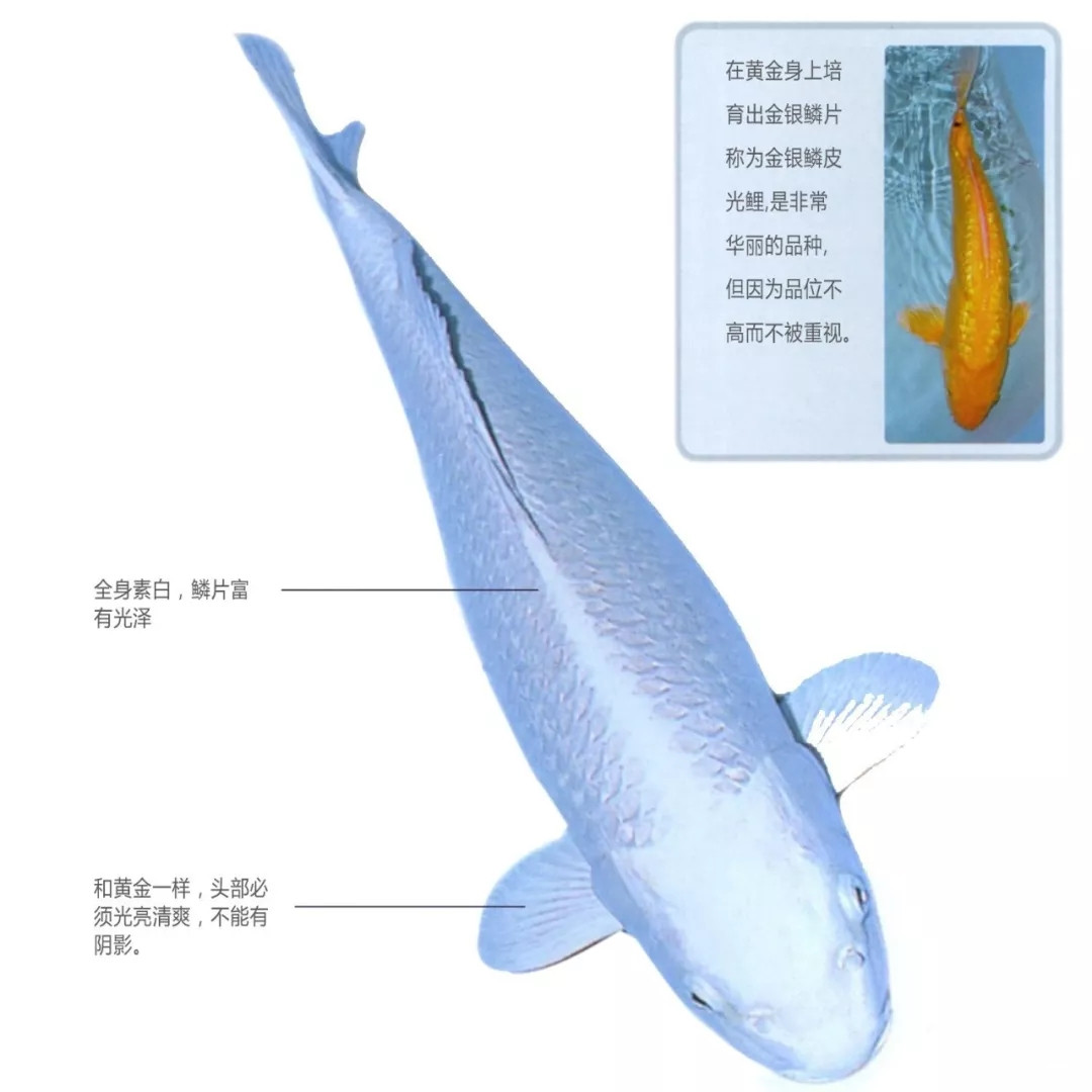 白金黄金锦鲤图片及特点介绍