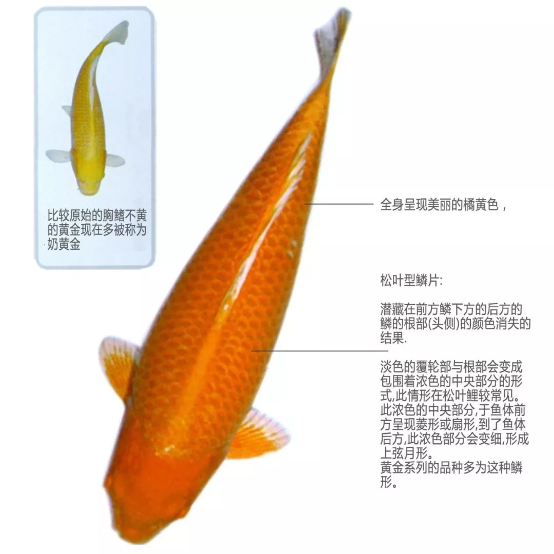 橘黄金锦鲤图片及特点介绍