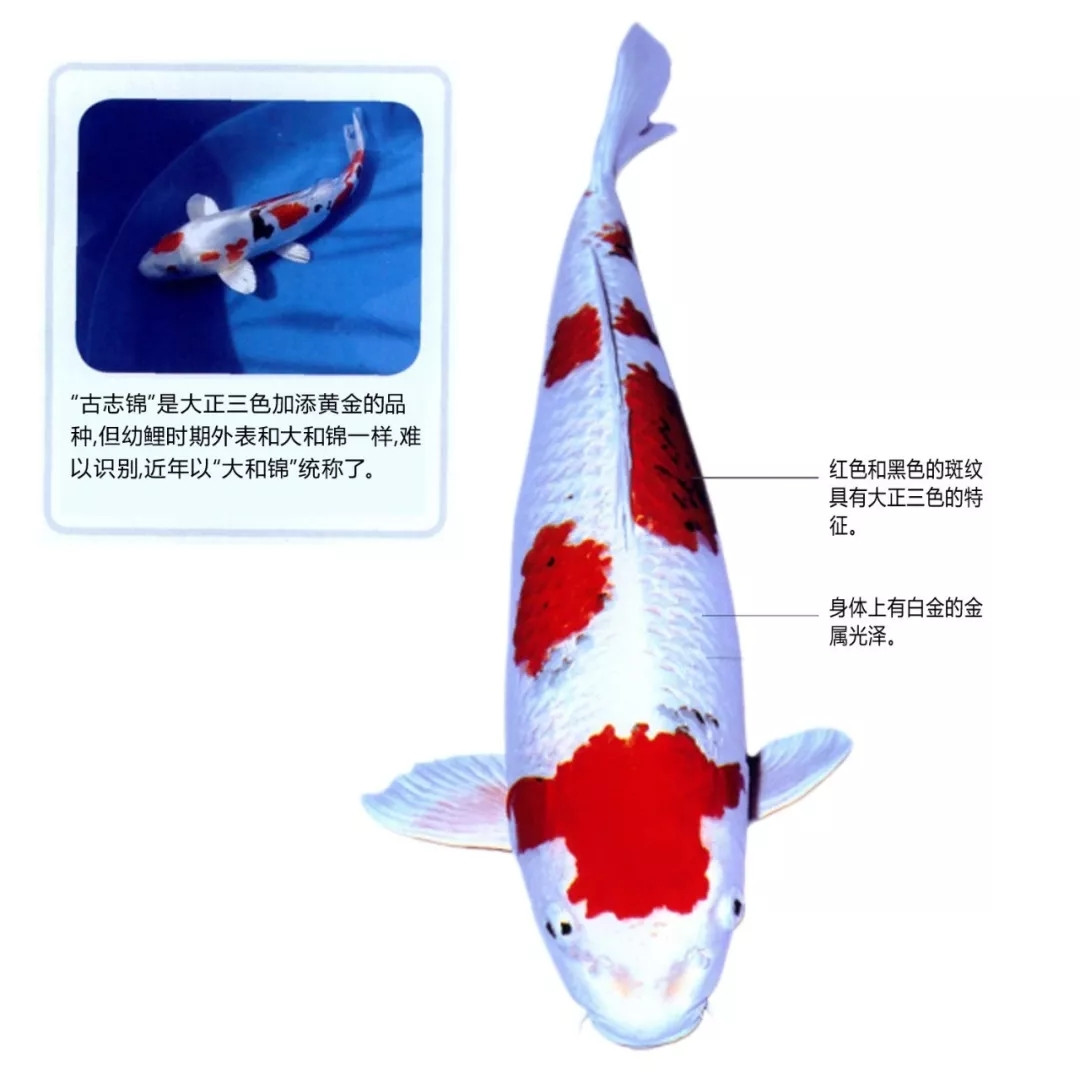 大和锦特点解说