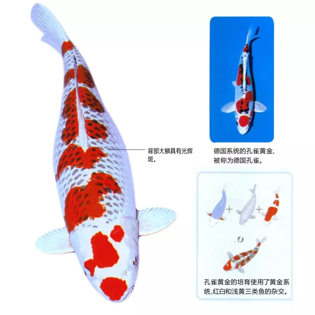 孔雀黄金特点说明