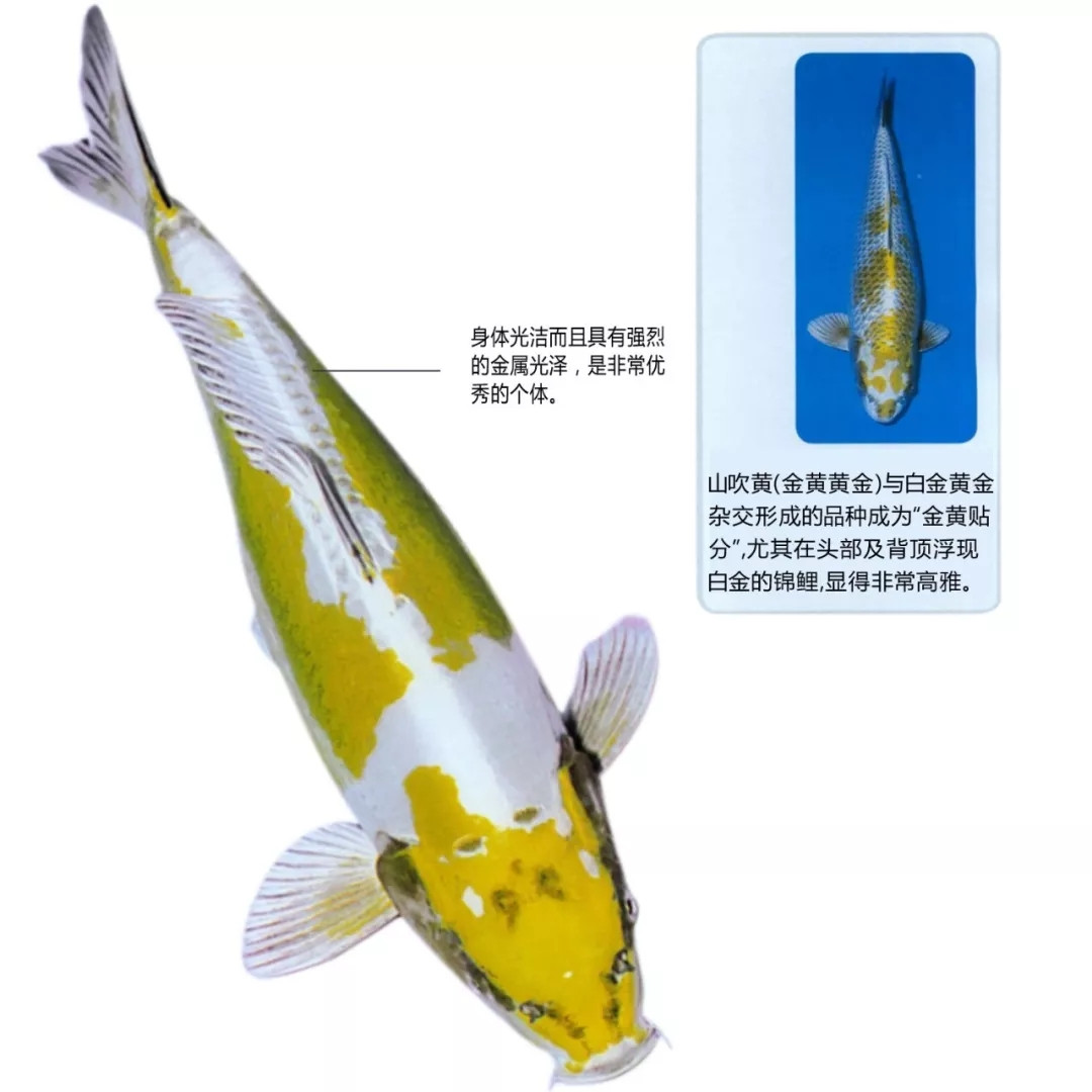 德国贴分锦鲤特点说明
