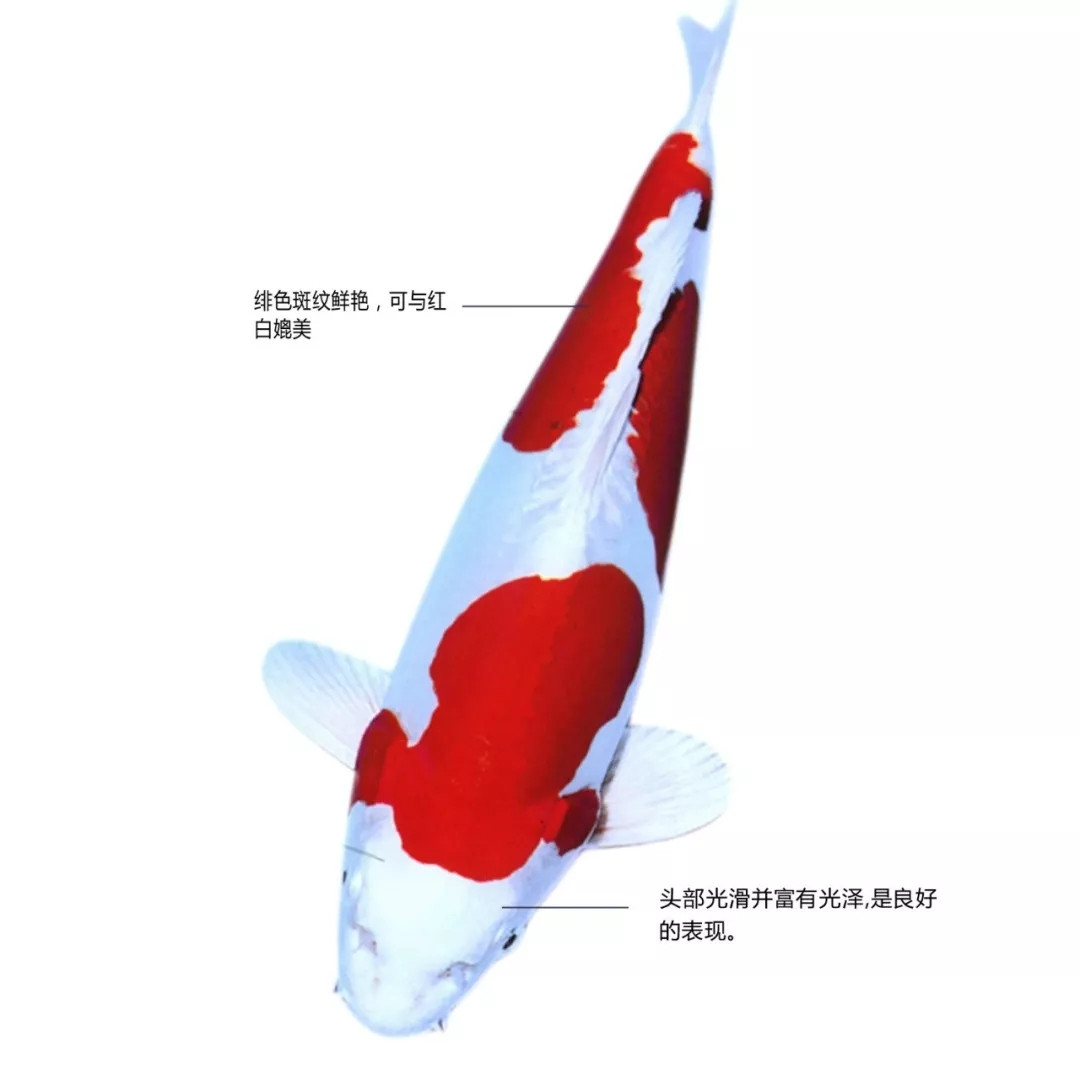 菊翠锦鲤特点说明