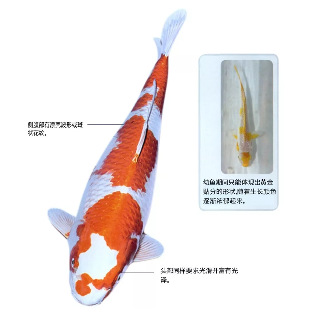 菊水锦鲤特点说明