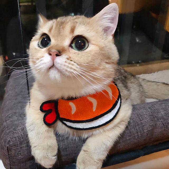 宠物猫比土猫价格贵