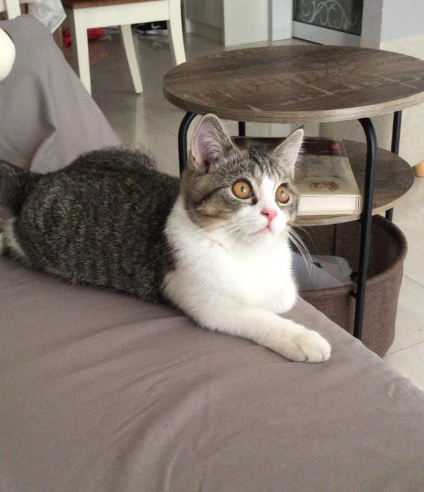 土猫和宠物猫怎么分辨呢？