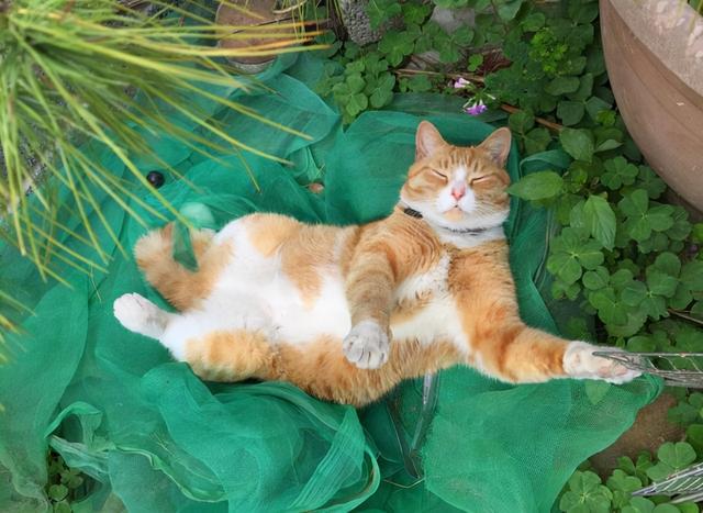 宠物猫比土猫性格温顺