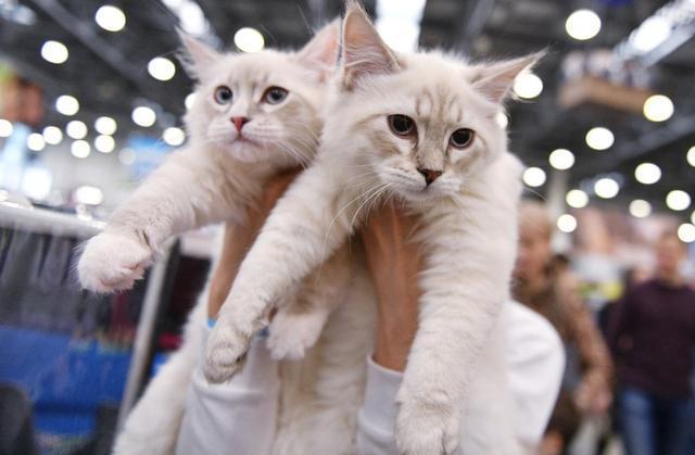 土猫和宠物猫的长相各有特色
