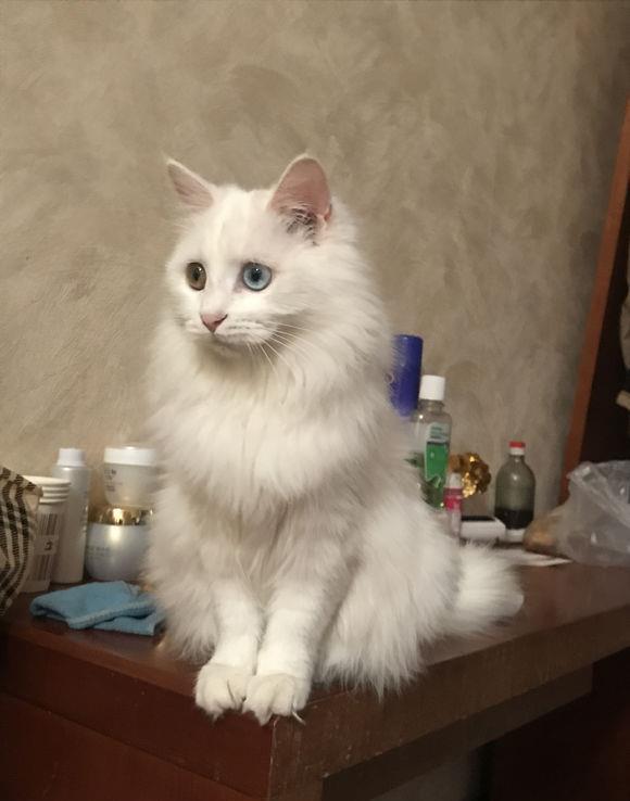 土猫饲养难度低