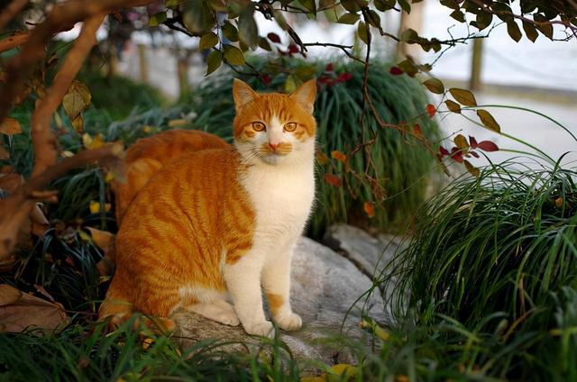 土猫体质比宠物猫好