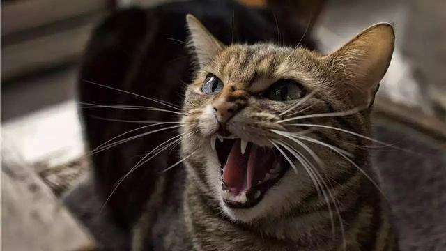 鸣叫的猫咪