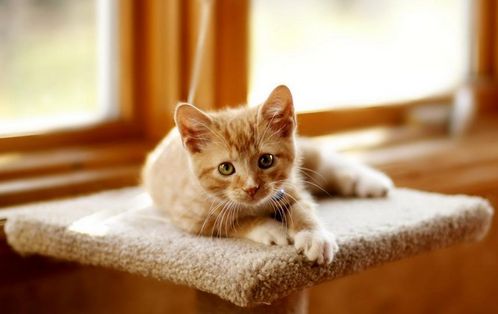 猫咪等宠物可以预测到死亡