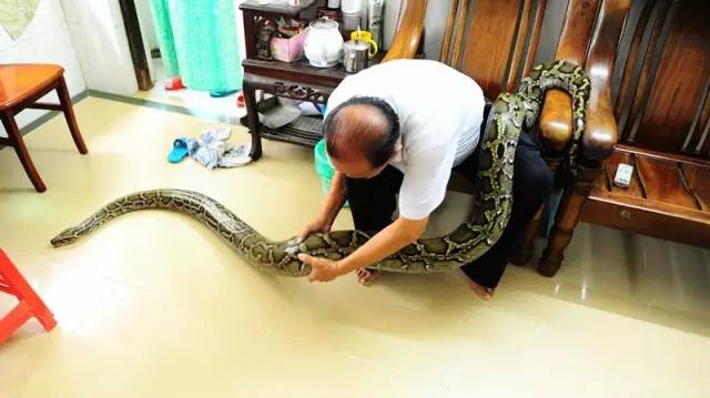 施继民和蟒蛇亲密接触（图二）