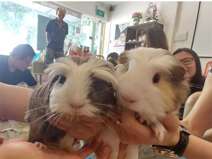 荷兰猪咬人吗？荷兰猪怀孕会咬人吗？