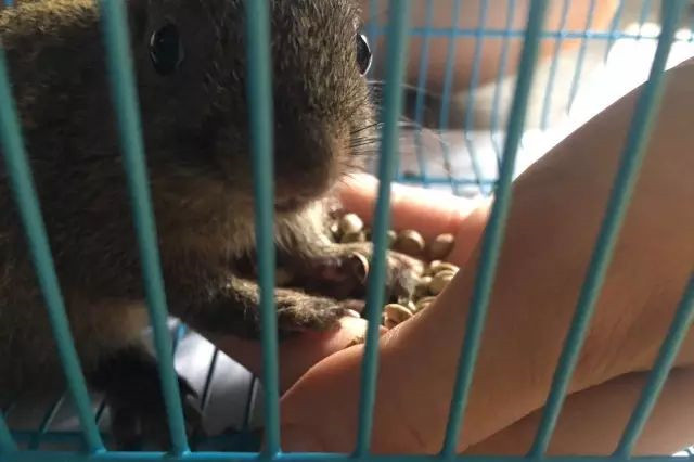 纳尔进食照