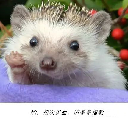 可爱的小刺猬
