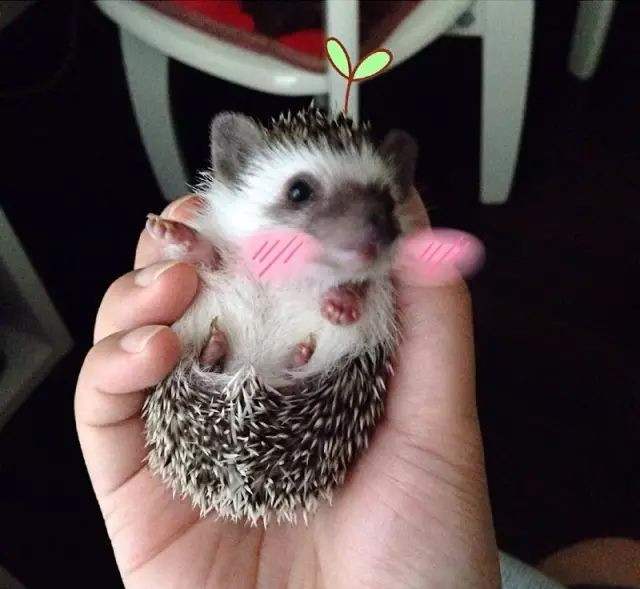 刺猬的刺会扎手吗？
