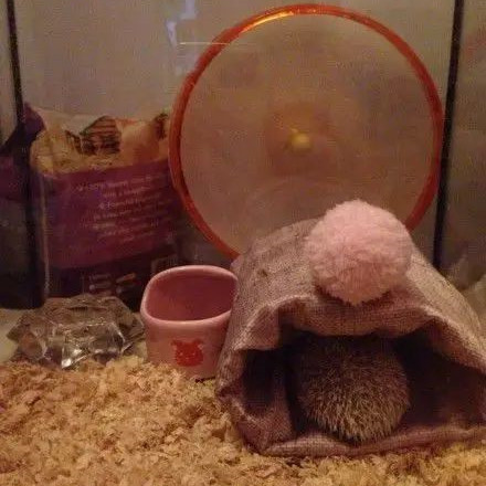 刺猬的小木屋