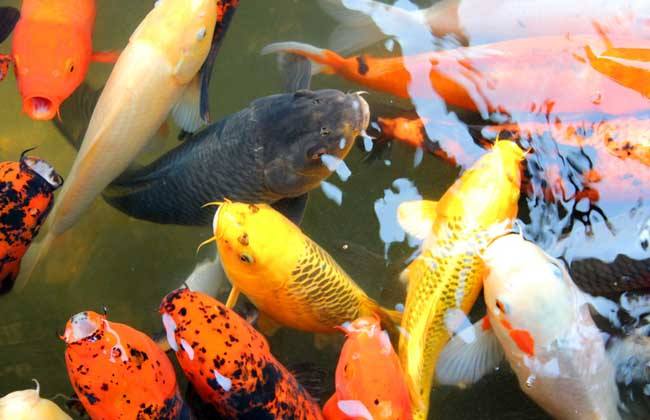 治疗锦鲤掉鳞片需要找到根本原因