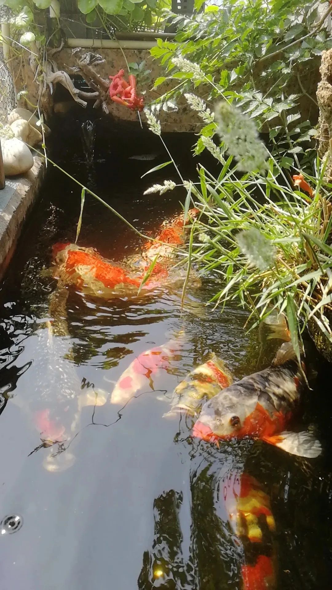 开始投药治疗的锦鲤