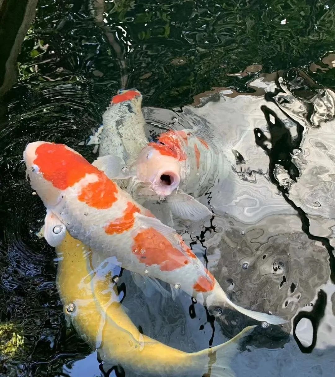 锦鲤烂鳍烂尾充血溃烂彻底治愈