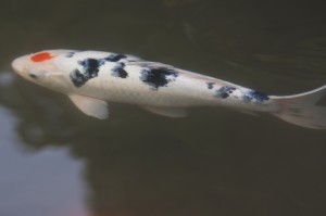 锦鲤70609_1920