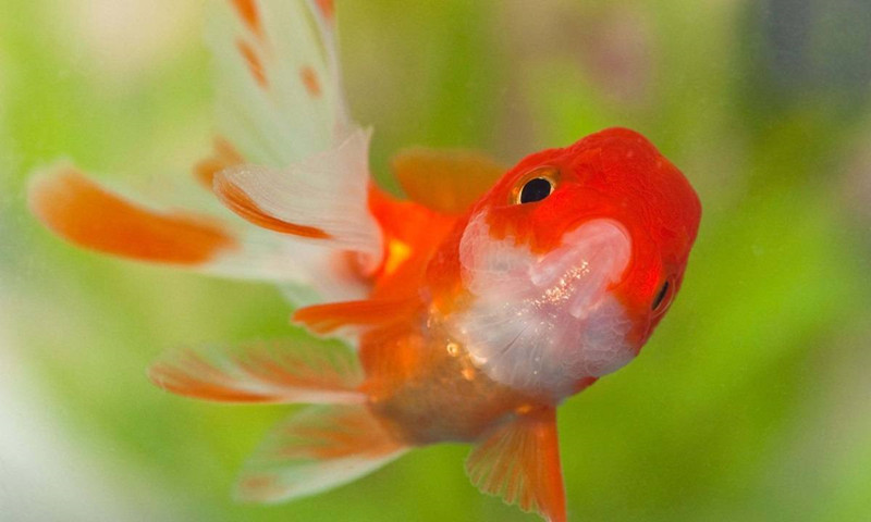 金鱼游泳时腹部向上