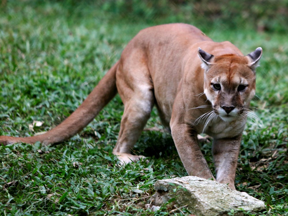 puma 美洲狮 山狮