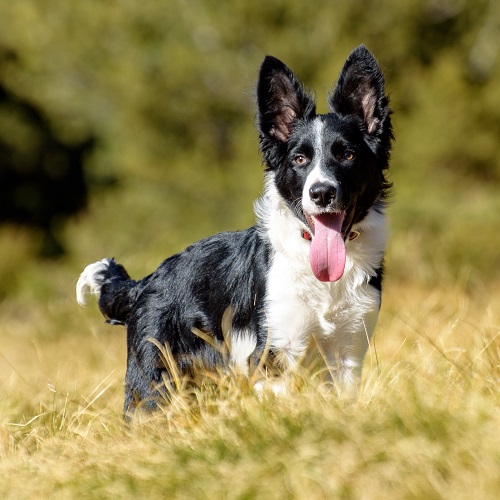 边境牧羊犬的平均寿命比较长