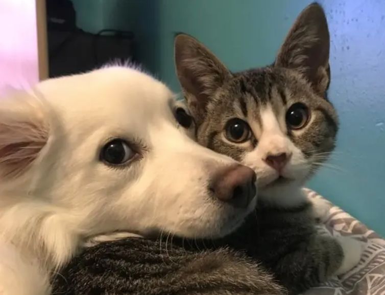 猫和狗（图二）