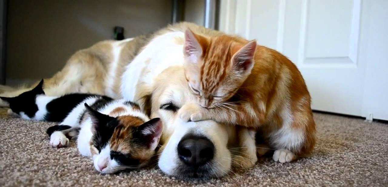 猫和狗（图四）
