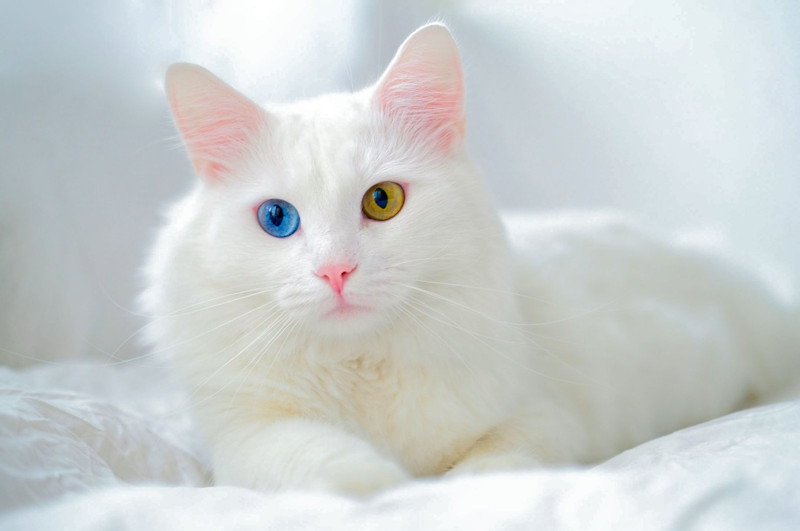 给猫口服药物的方法