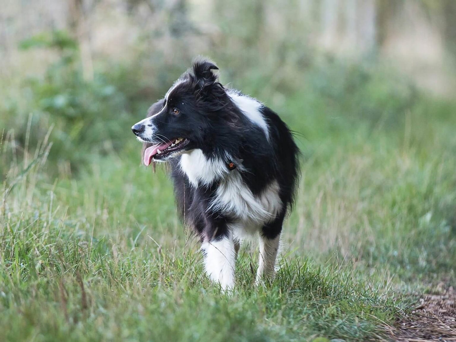 运动后的边境牧羊犬