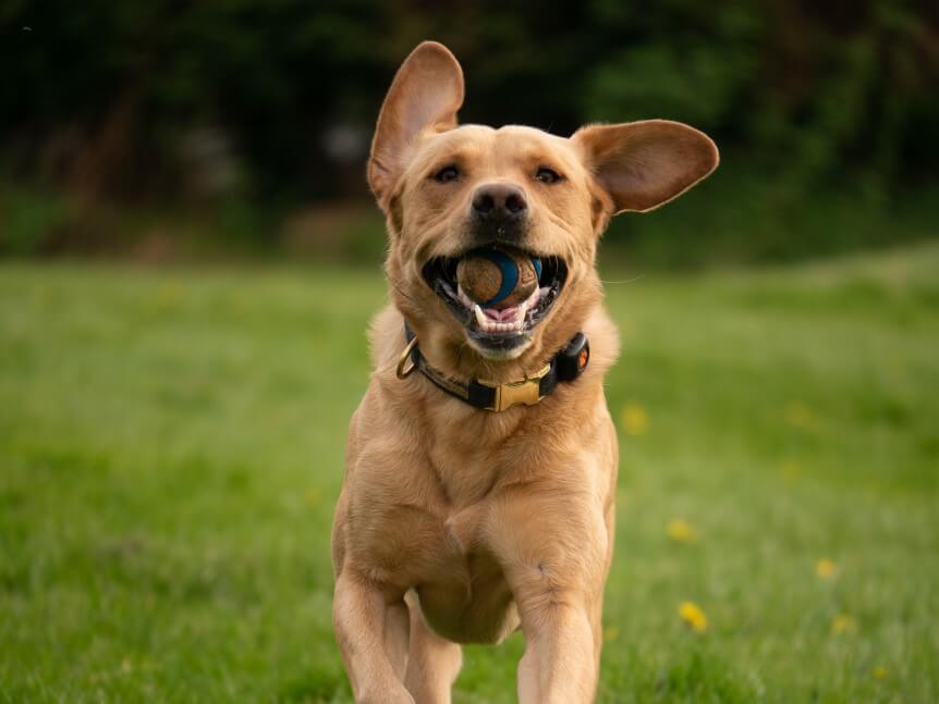 奔跑中的黄色的拉布拉多猎犬