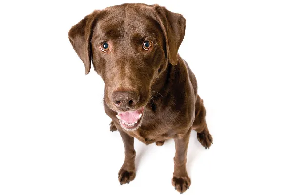 拉布拉多犬微笑着抬头
