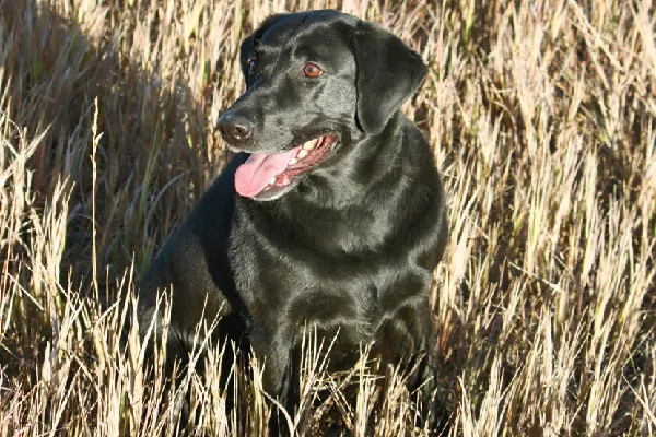 坐在草丛中的黑色拉布拉多犬