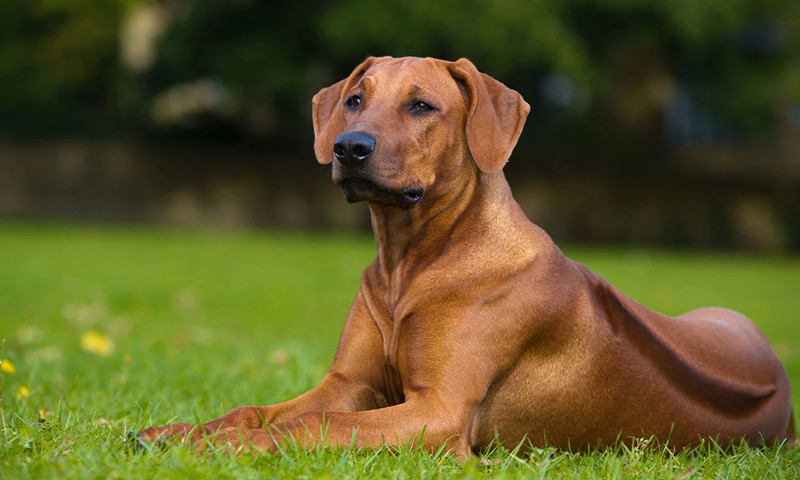 趴在草地上休息的黄色罗得西亚脊背犬