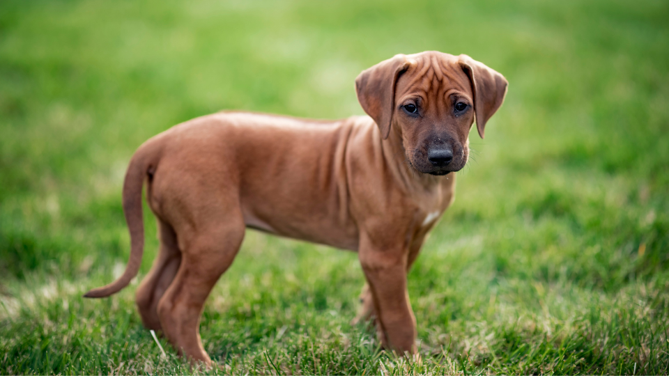 一只罗得西亚脊背犬幼犬