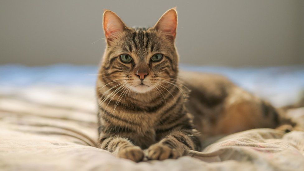 中华狸花猫