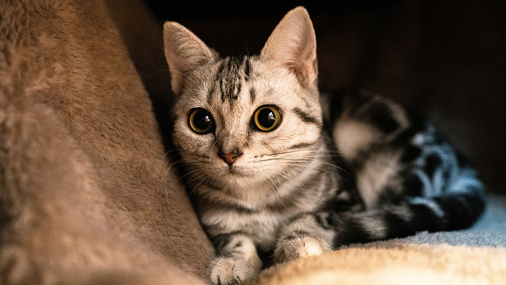 具有掠夺本能的狸花猫