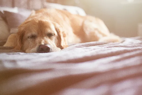 为什么你的狗呕吐白色泡沫？ 一只生病或睡觉的猎犬，躺着。