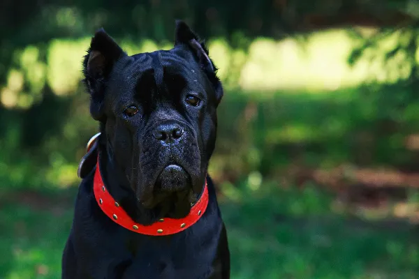 甘蔗科索犬