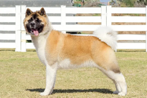 卷尾的秋田犬品种