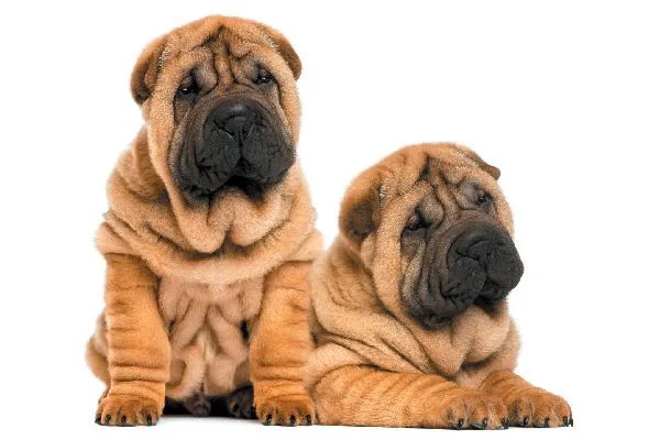 两只皱巴巴的沙皮犬并排休息。