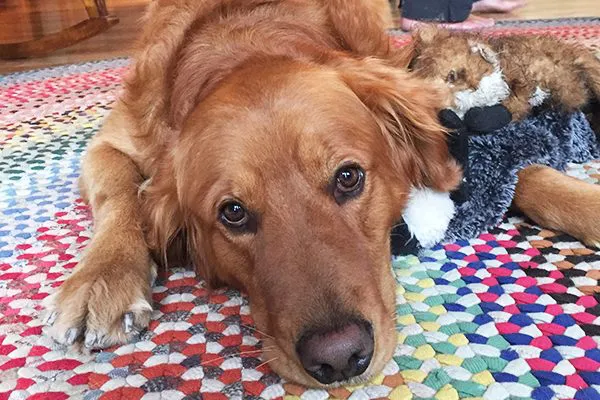 一只金毛猎犬。