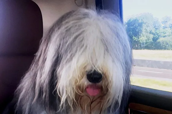大胡子牧羊犬。