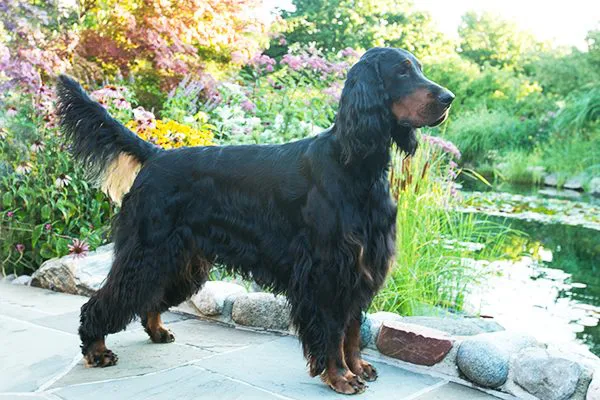 一只戈登塞特犬。