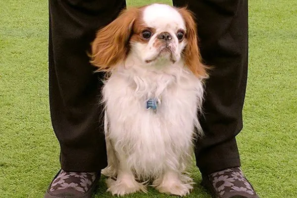 一只英国玩具猎犬。