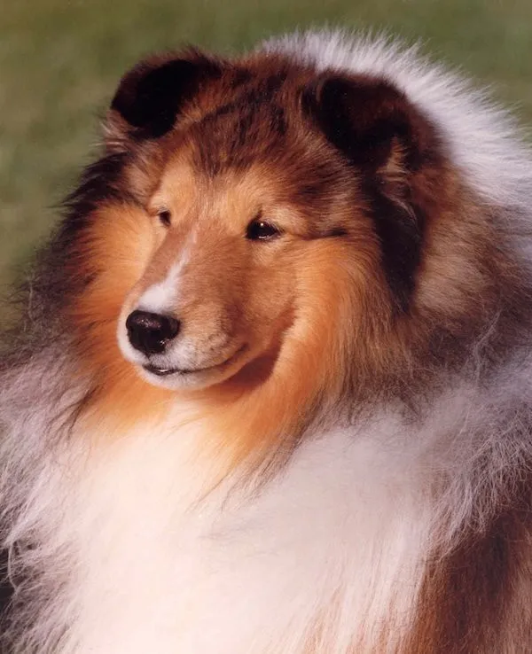 一只设得兰牧羊犬