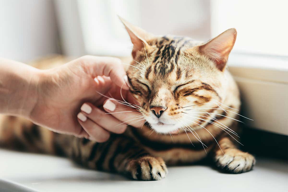 一只正在打呼噜的狸花猫