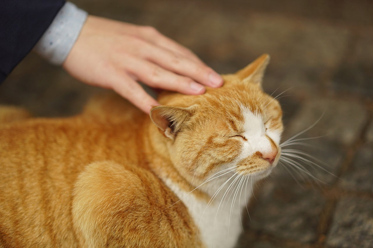 一只黄猫